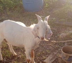 Een mooie witte Boerbok(khassie)