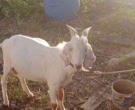 Een mooie witte Boerbok(khassie)