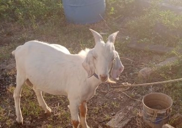 Een mooie witte Boerbok(khassie)